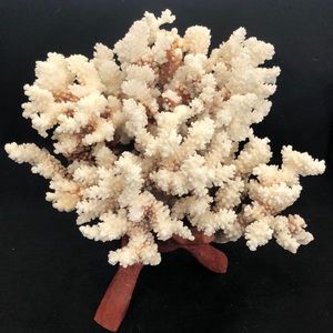 HUGE 4lb BROWNSTEM CORAL on a display stand.